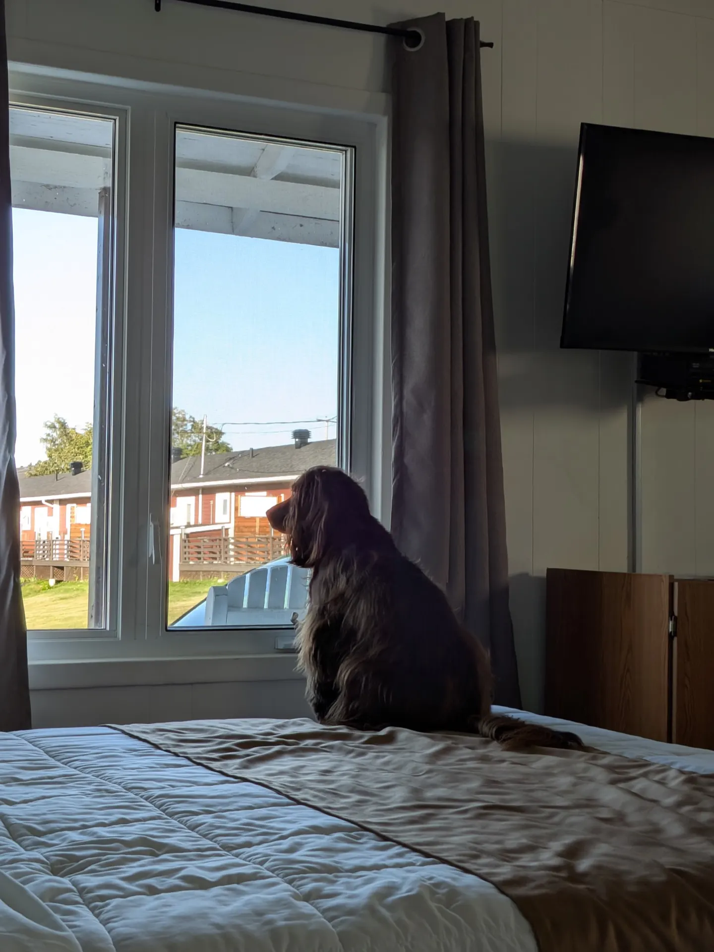 Tilly regardant dehors depuis une chambre de motel à Rivière-du-Loup