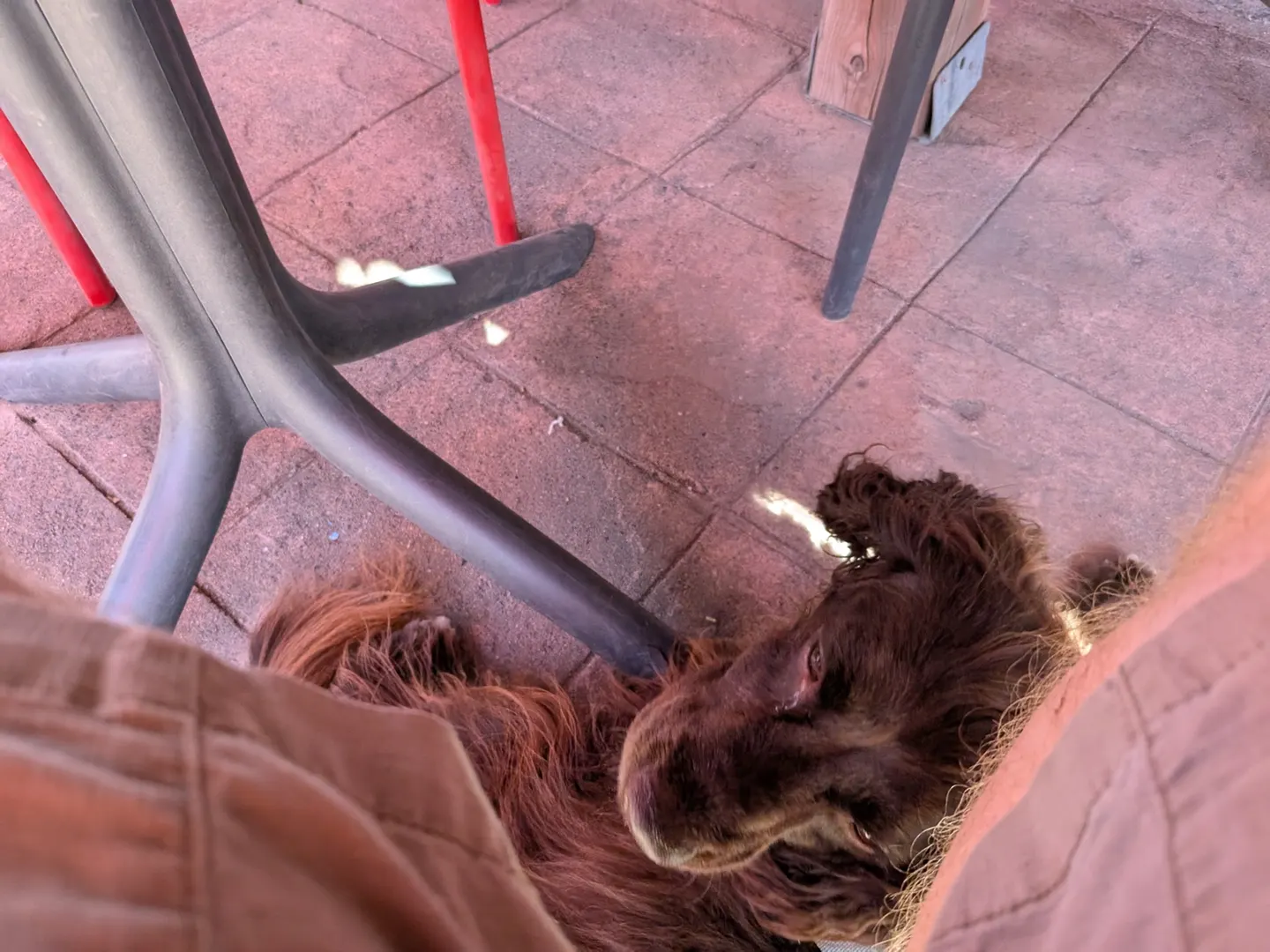 Tilly se reposant sur le plancher de la terrasse du King West Brewing à Fredericton