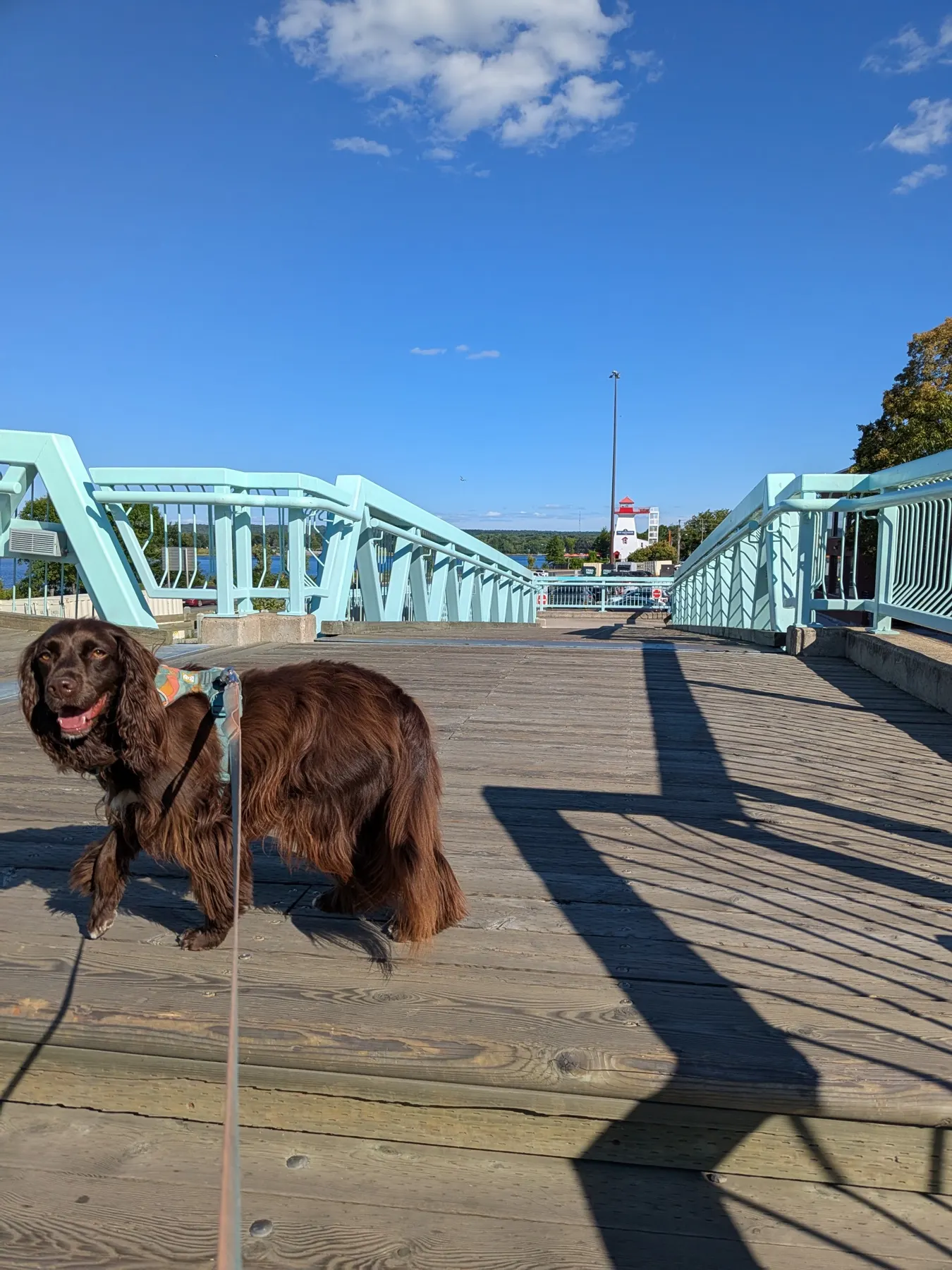 Tilly sur la passerelle du bord de l’eau à Fredericton, avec la rivière Saint-Jean en arrière-plan