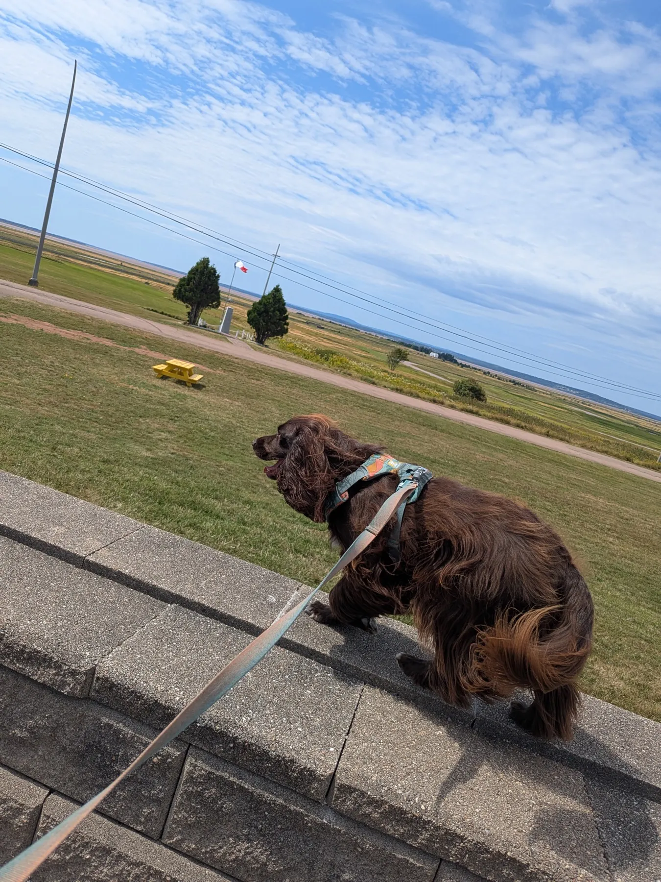 Tilly on a leash overlooking the marshland near the Nova Scotia visitor centre