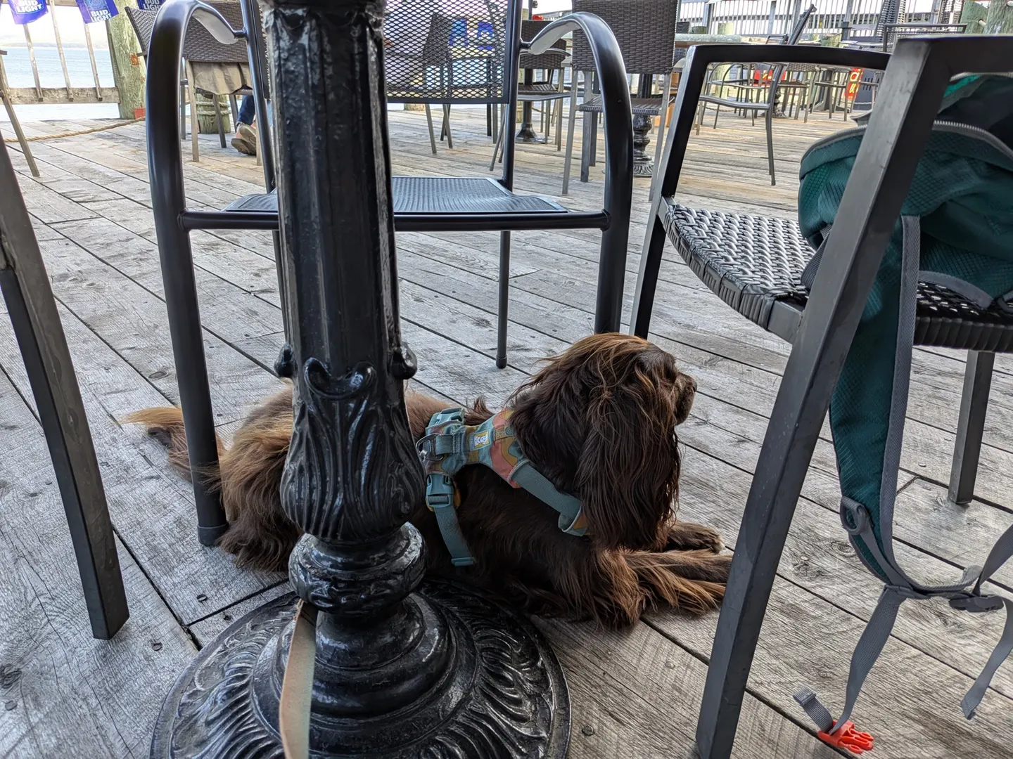 Tilly resting under the table on the Digby restaurant patio
