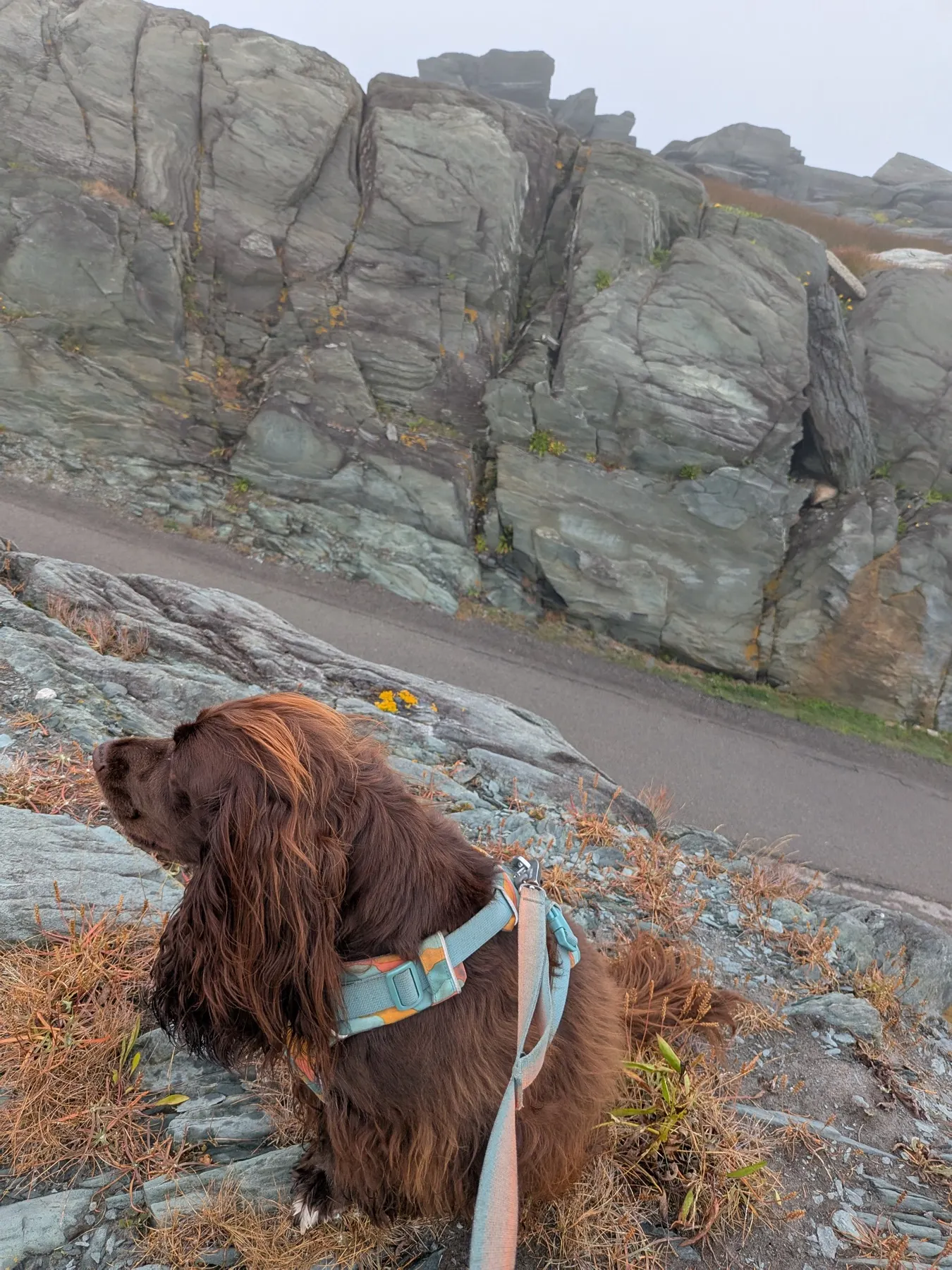 Tilly looking out over the rocky shore at Cape Forchu