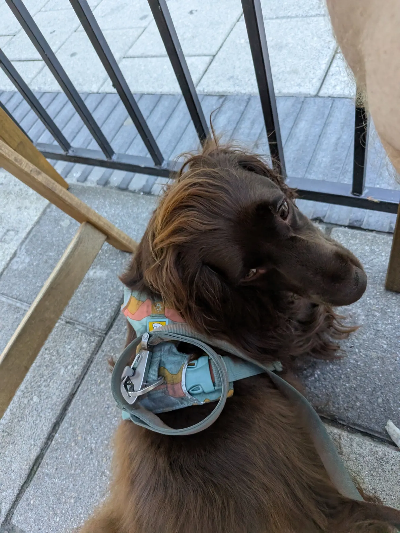 Tilly observant les passants sur la terrasse de l’Economy Shoe Shop