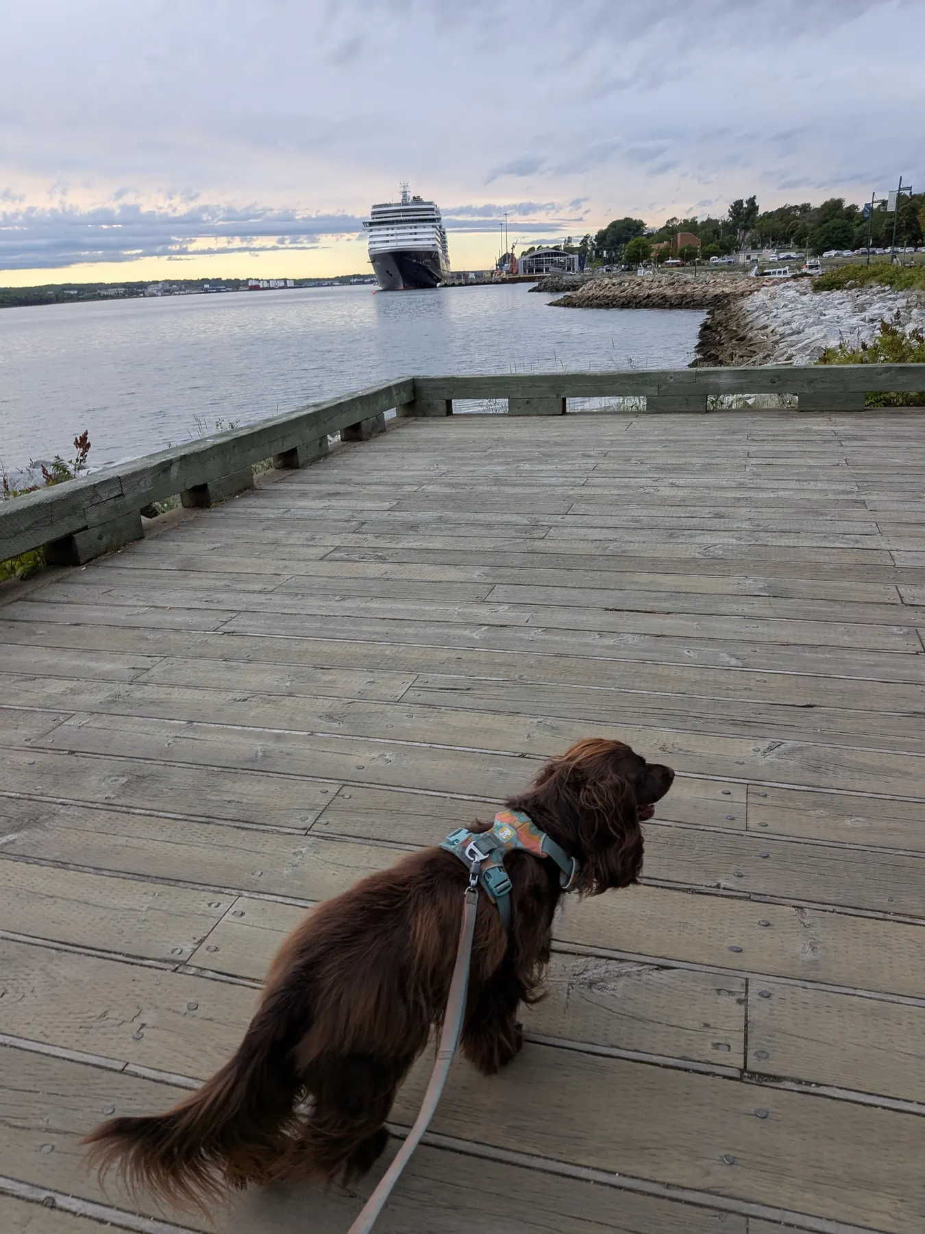 Tilly sur la promenade de Sydney avec un navire de croisière dans le port en arrière-plan