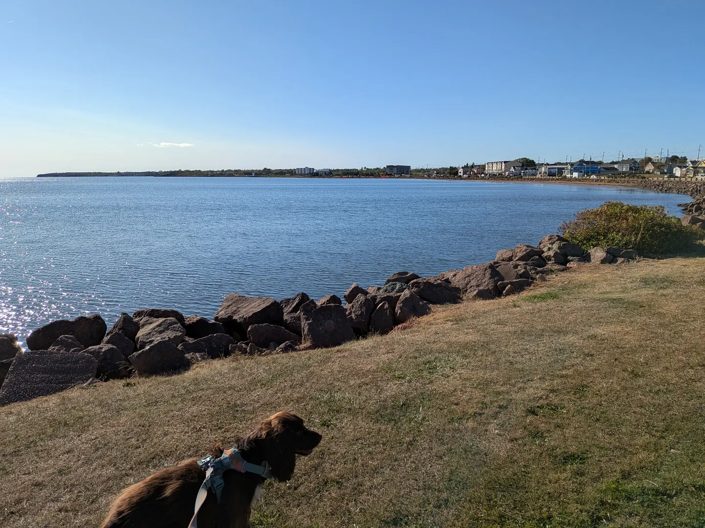Tilly sur l’herbe au bord de l’eau près de la promenade Baywalk à Summerside