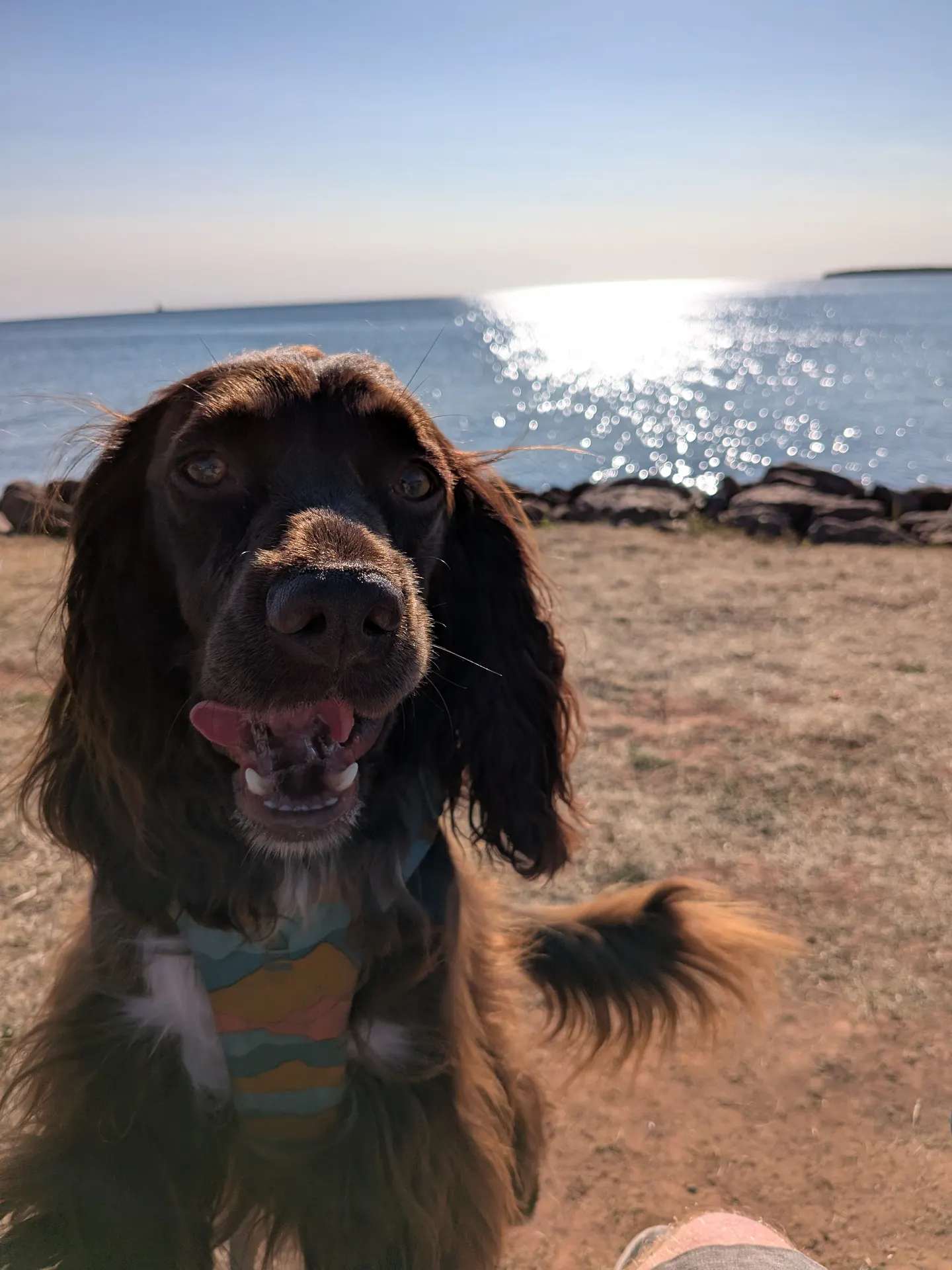 Un portrait rapproché de Tilly au bord de l’eau à Summerside
