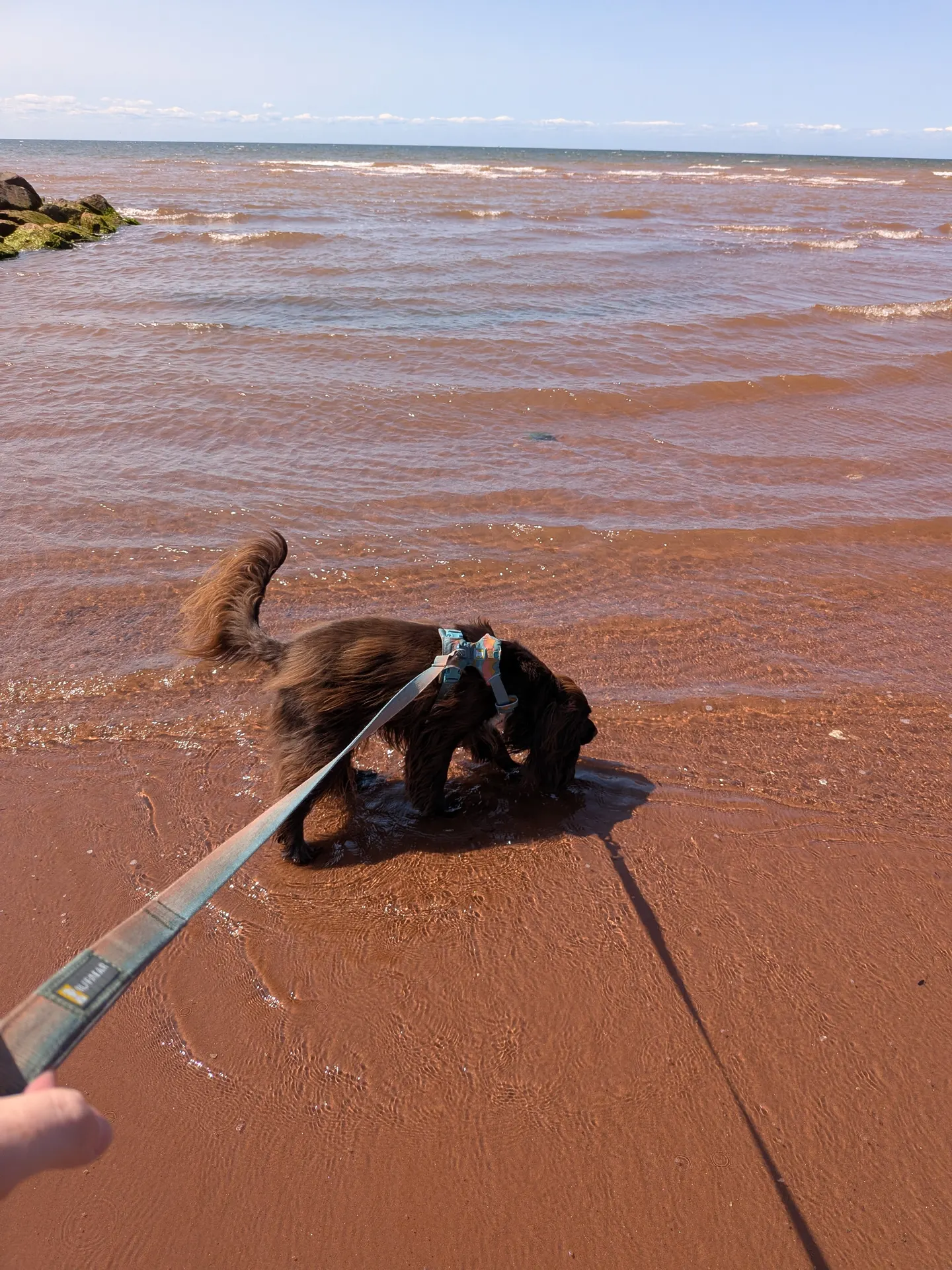 Tilly trempant les pattes dans l’eau à West Point