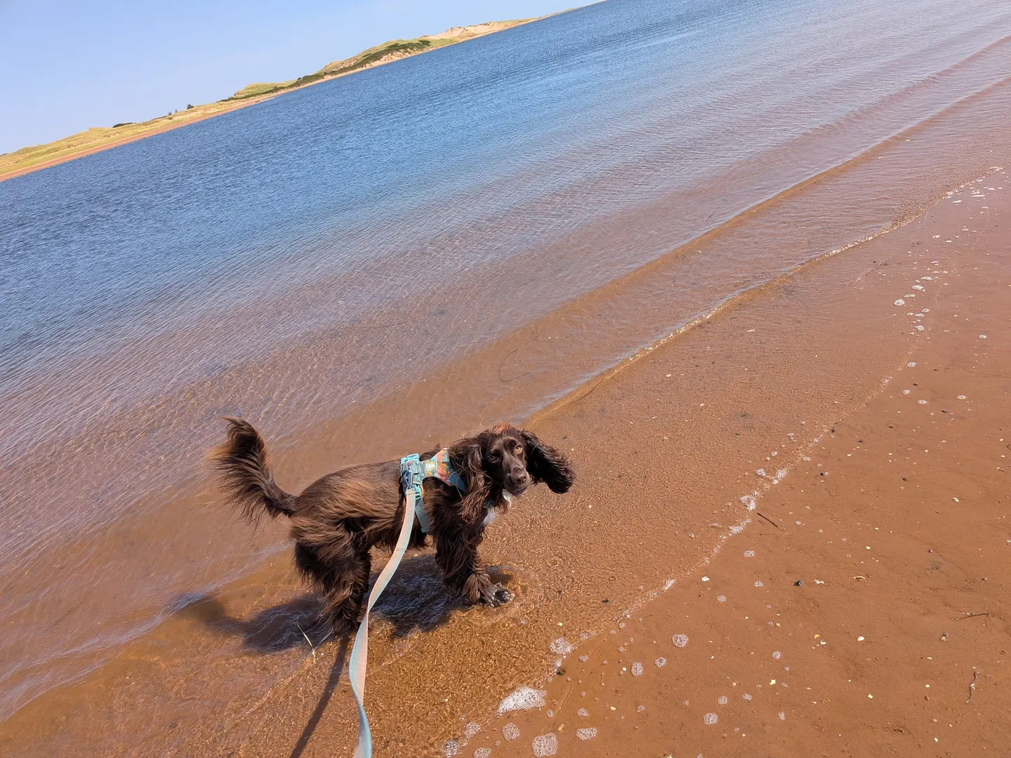 Tilly at the water’s edge on the Tracadie Beach shoreline