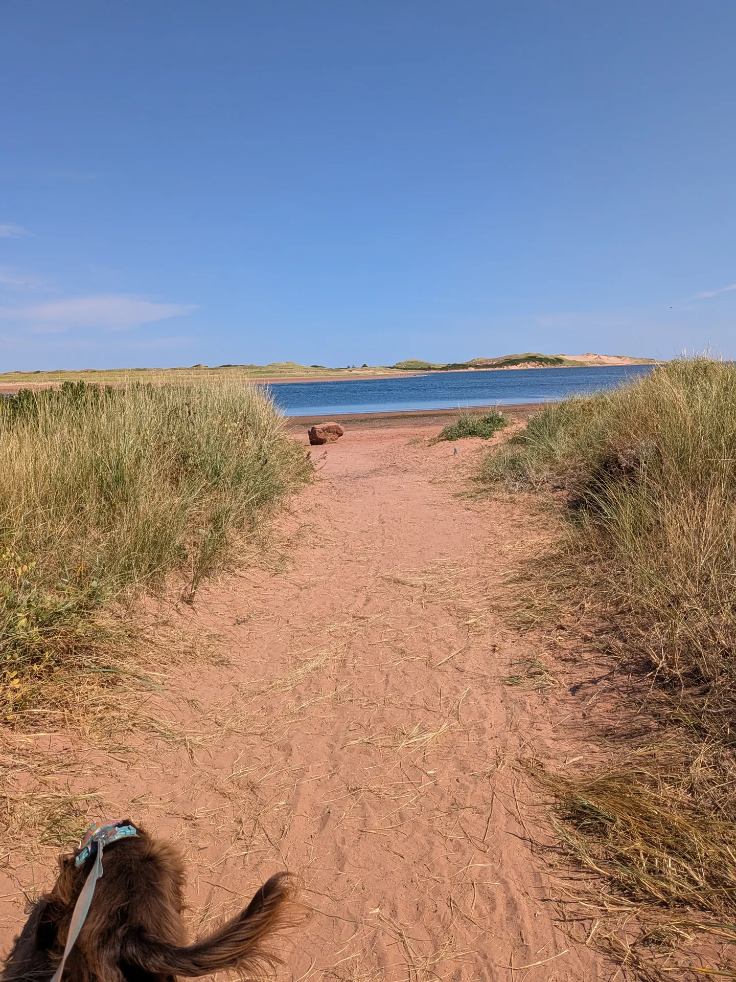 Tilly on a leash walking through the dunes toward Tracadie Beach
