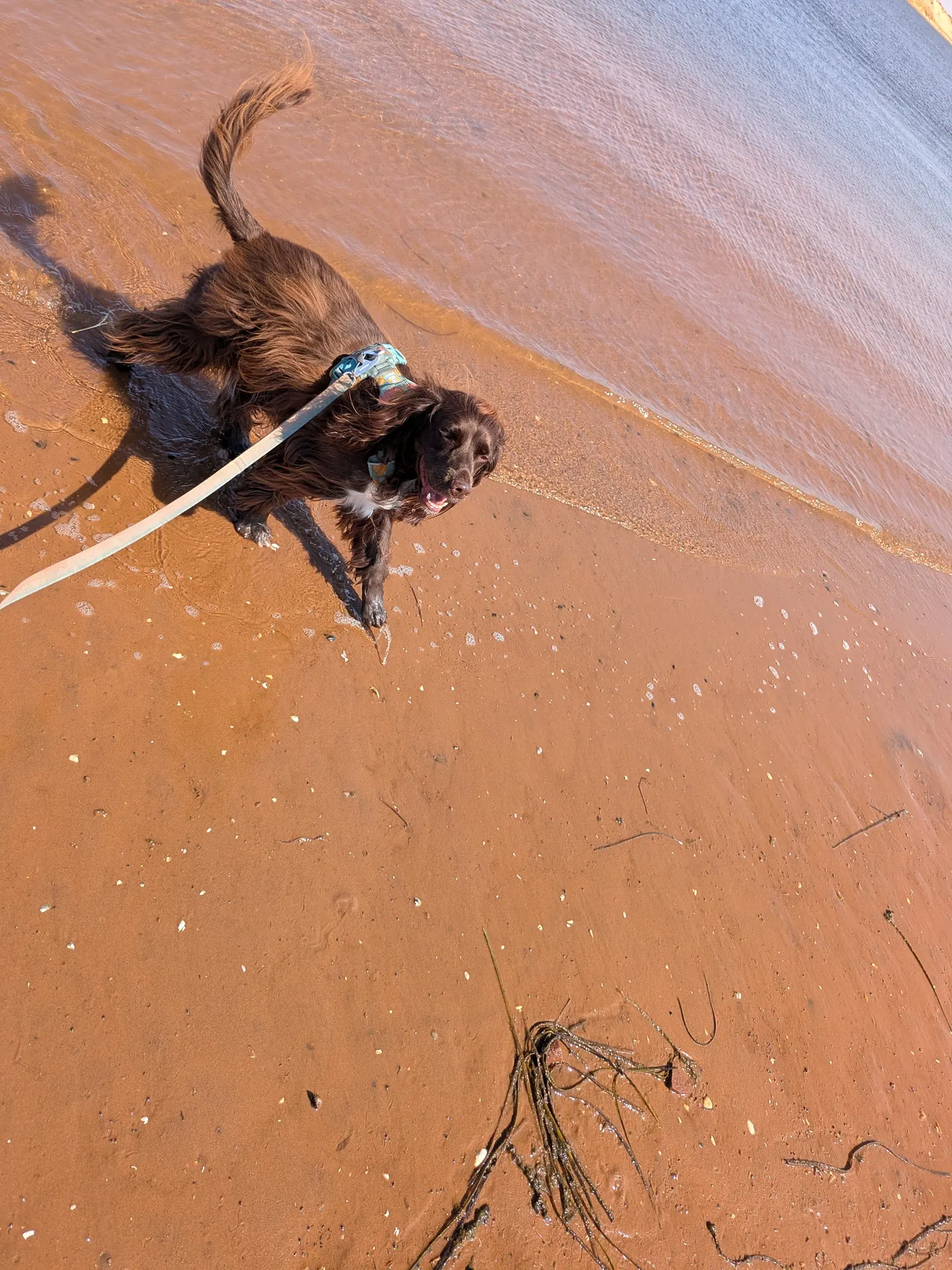 Tilly looking up from the shallow water at Tracadie Beach