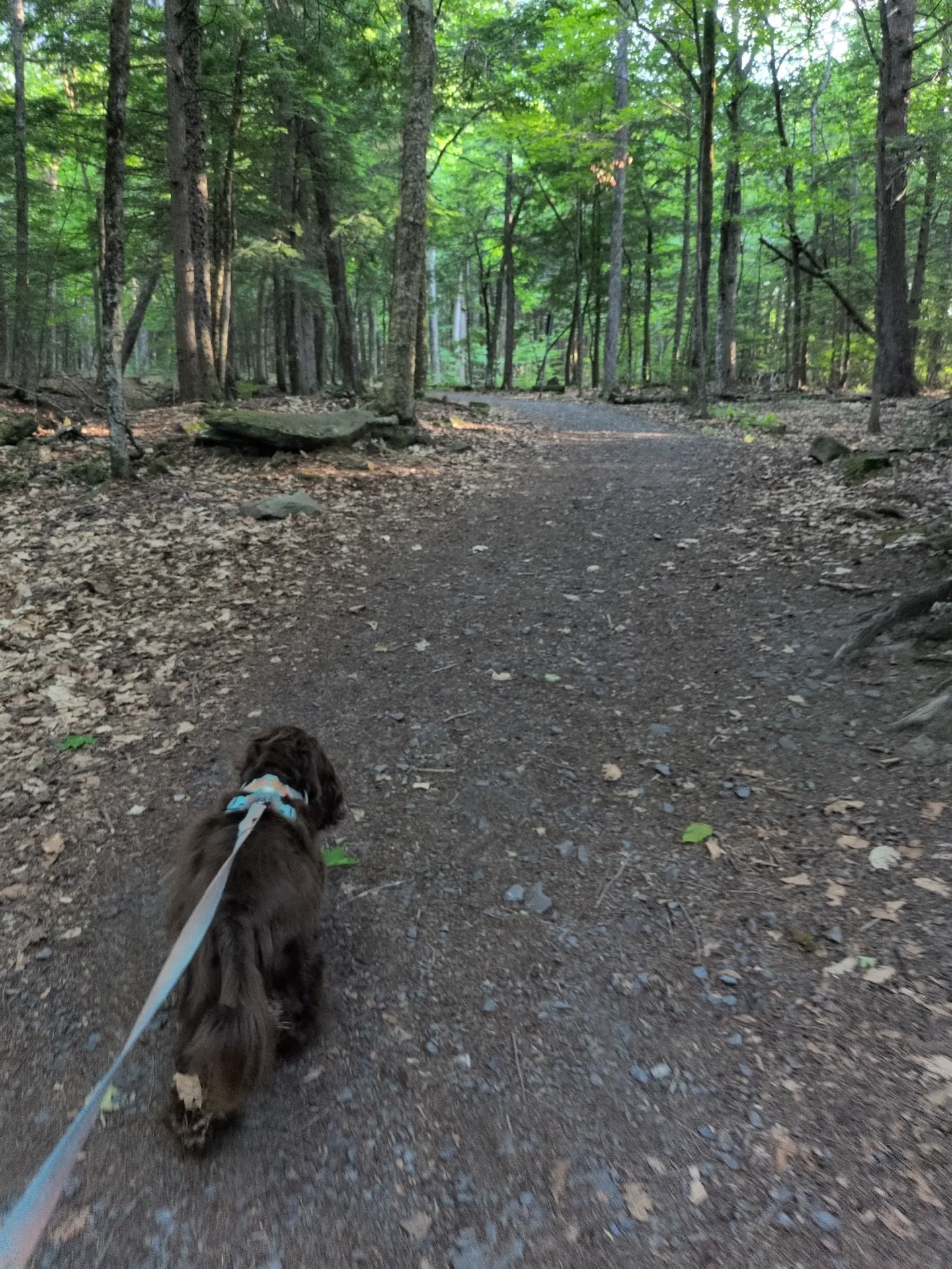 Shaun taking a selfie with Tilly on a path through the Fredericton Botanic Garden