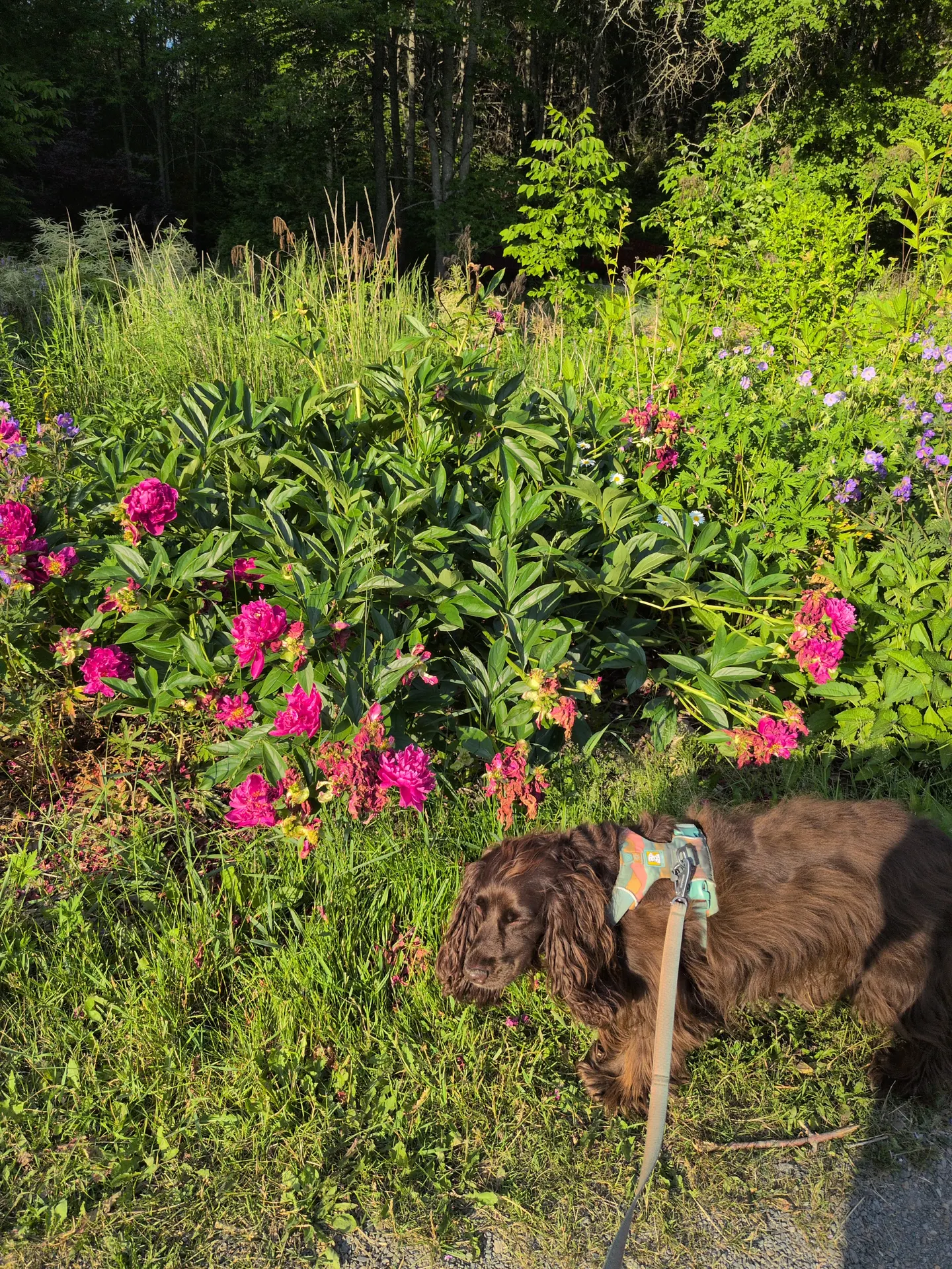 Tilly sniffing beside a gravel path and flower bed in the Fredericton Botanic Garden